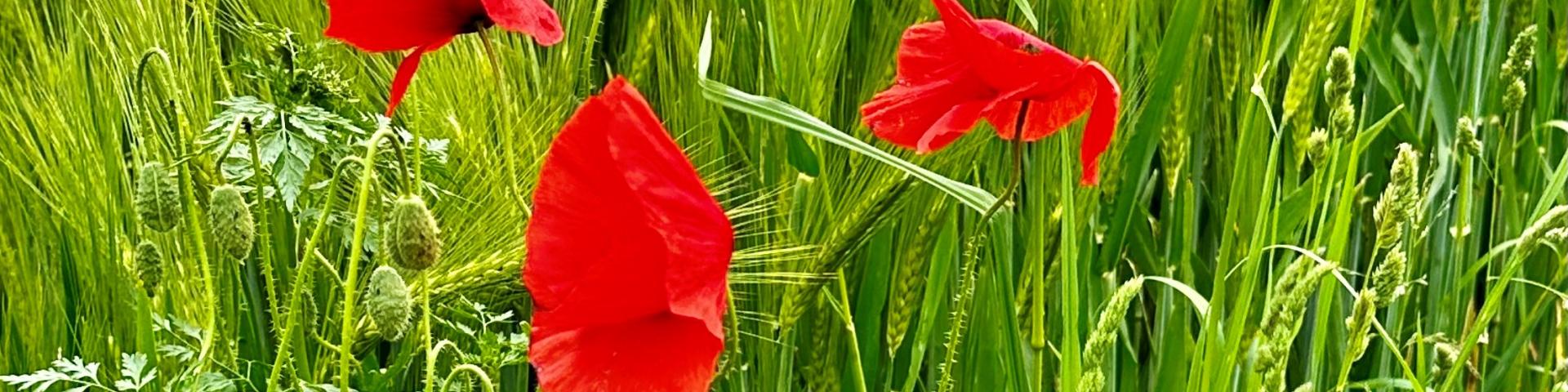 Mohn