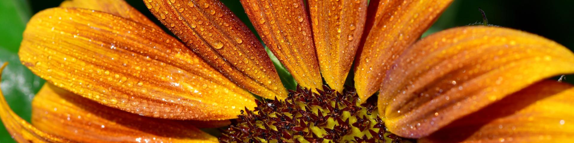 Blume
